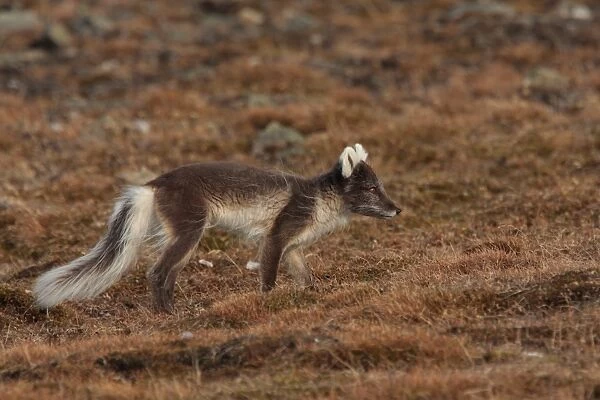 Arctic Fox (Alopex lagopus) adult, summer coat, walking, Longyearbyen, Svalbard, june