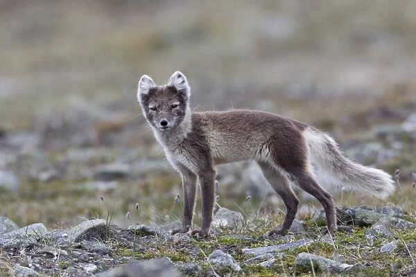 Arctic Fox (Alopex lagopus) adult, summer coat, standing, Spitzbergen, Svalbard, july