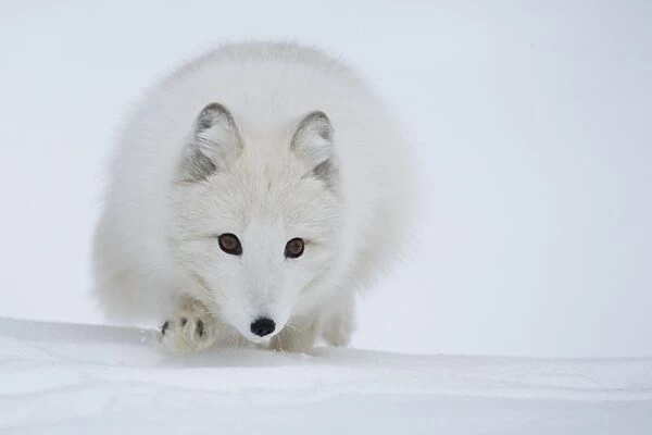Arctic Fox (Alopex lagopus) adult, white coat, walking across snow, Norway, winter (captive)