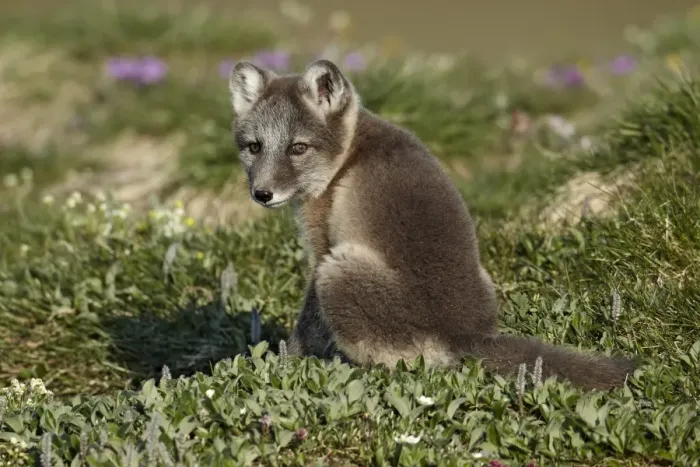 Framed Print : Arctic Fox (Alopex lagopus) cub, looking over shoulder, sitting near den on tundra, Nunavut, Canada, July