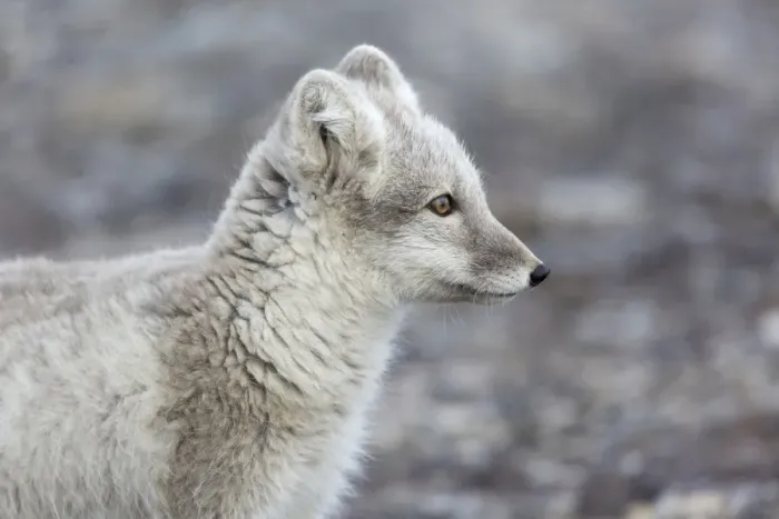 Framed Print : Arctic Fox (Vulpes lagopus) adult, close-up of head, Boltodden, Spitsbergen, Svalbard, August Framed Print : Arctic Fox (Vulpes lagopus) adult, close-up of head, Boltodden, Spitsbergen, Svalbard, August