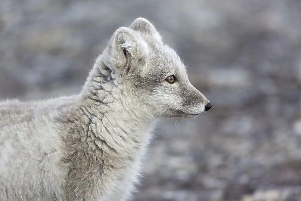 Arctic Fox (Vulpes lagopus) adult, close-up of head, Boltodden, Spitsbergen, Svalbard, August