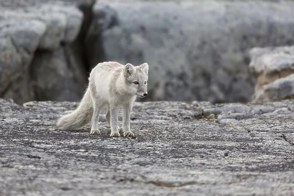 Arctic Fox (Vulpes lagopus) adult, standing on rock, Boltodden, Spitsbergen, Svalbard, August