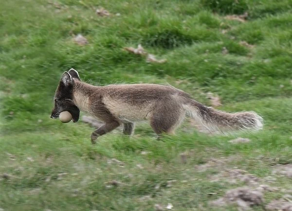 Arctic Fox (Vulpes lagopus) adult, summer coat, with eider duck egg in mouth, running on grass, Svalbard, July