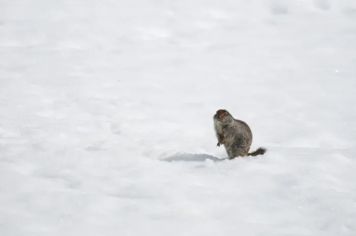 Framed Print : Arctic Ground Squirrel (Spermophilus parryii) adult, standing on spring snow, Yukon, Canada, april