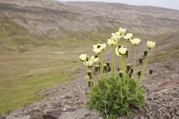 Framed Print : Arctic Poppy (Papaver radicatum) flowering, growing in tundra habitat, Iceland, June Framed Print : Arctic Poppy (Papaver radicatum) flowering, growing in tundra habitat, Iceland, June