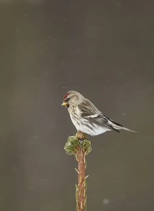 Framed Print : Arctic Redpoll (Carduelis hornemanni) adult female / first winter plumage Framed Print : Arctic Redpoll (Carduelis hornemanni) adult female / first winter plumage