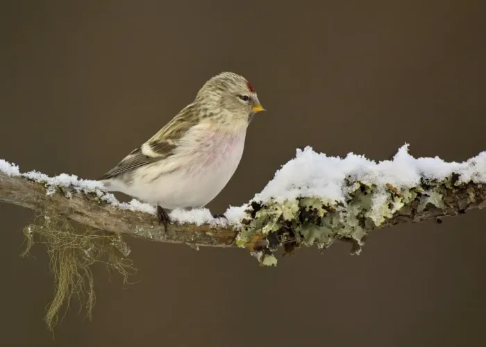 Framed Print : Arctic Redpoll (Carduelis hornemanni) adult male, spring plumage, perched on lichen covered branch in snow, Kaamanen Framed Print : Arctic Redpoll (Carduelis hornemanni) adult male, spring plumage, perched on lichen covered branch in snow, Kaamanen