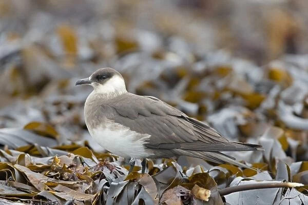 Arctic Skua (Stercorarius parasiticus) pale phase, adult, standing on seaweed covered rocks, Noss, Shetland Islands