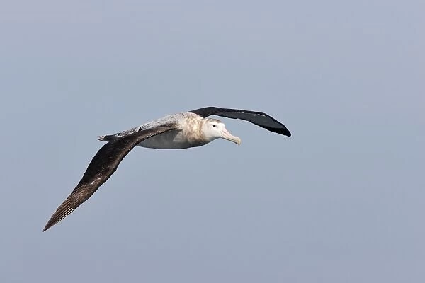 Arctic Skua (Stercorarius parasiticus) pale phase, adult, in flight over sea, Mousa Island, Shetland Islands, Scotland