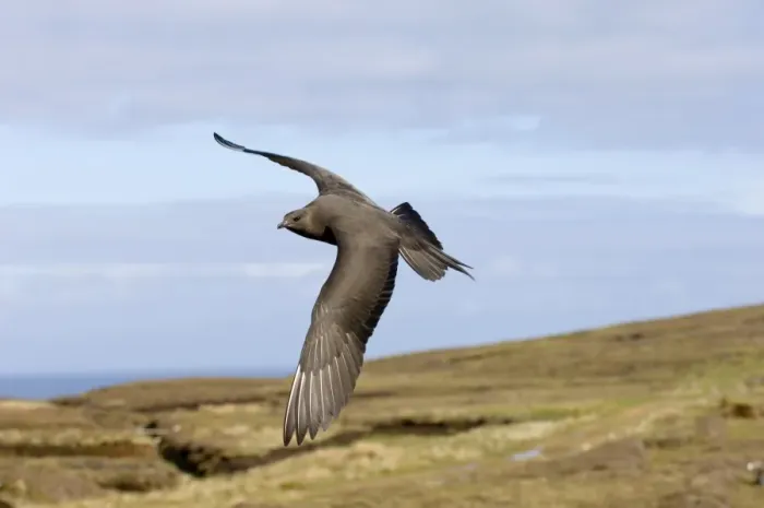 Framed Print : Arctic Skua (Stercorarius parasiticus) dark morph, adult, in flight, Shetland Islands, Scotland, june Framed Print : Arctic Skua (Stercorarius parasiticus) dark morph, adult, in flight, Shetland Islands, Scotland, june
