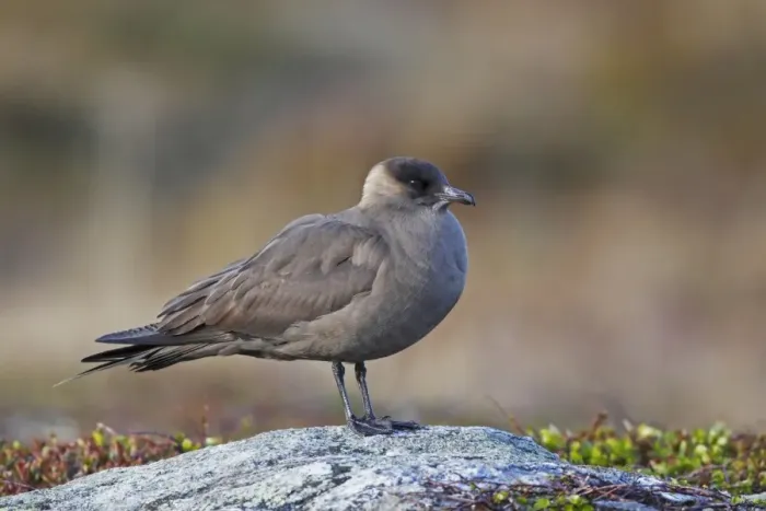 Framed Print : Arctic Skua (Stercorarius parasiticus) dark phase, adult, standing on rock, Flatanger, Norway, June Framed Print : Arctic Skua (Stercorarius parasiticus) dark phase, adult, standing on rock, Flatanger, Norway, June