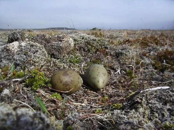 Arctic Skua (Stercorarius parasiticus) two eggs in nest, on volcanic tundra, Northeastern Iceland, July