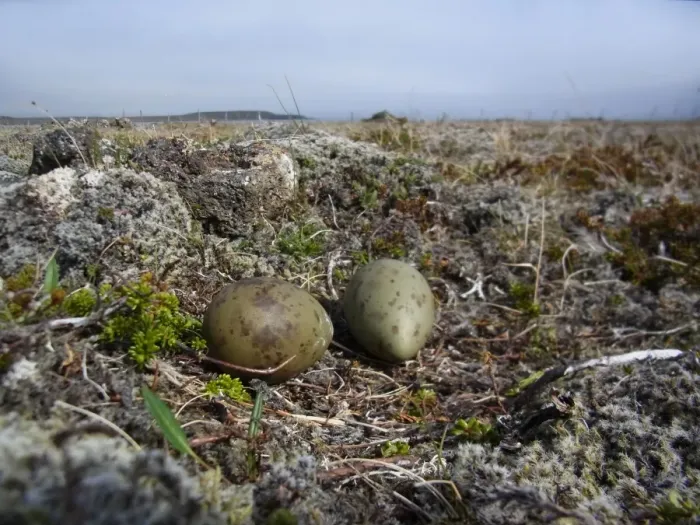Framed Print : Arctic Skua (Stercorarius parasiticus) two eggs in nest, on volcanic tundra, Northeastern Iceland, July Framed Print : Arctic Skua (Stercorarius parasiticus) two eggs in nest, on volcanic tundra, Northeastern Iceland, July