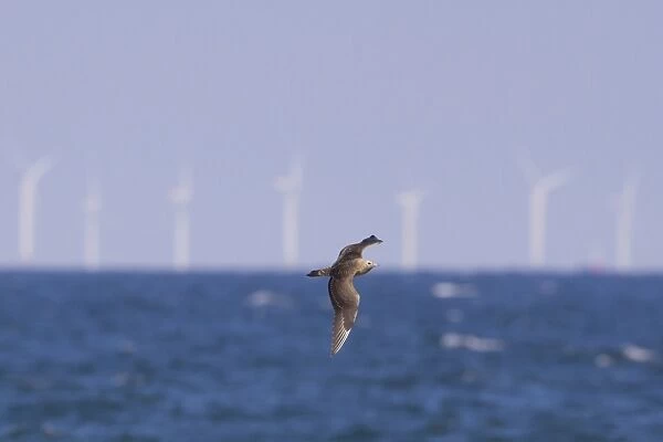 Arctic Skua (Stercorarius parasiticus) juvenile, in flight, on migration over sea, with offshore windfarm in distance