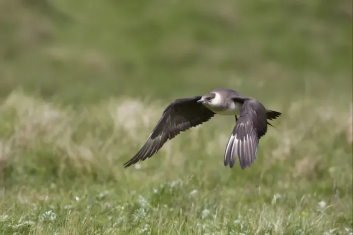 Framed Print : Arctic Skua (Stercorarius parasiticus) pale phase, adult, in low flight, Shetland Islands, Scotland, june Framed Print : Arctic Skua (Stercorarius parasiticus) pale phase, adult, in low flight, Shetland Islands, Scotland, june
