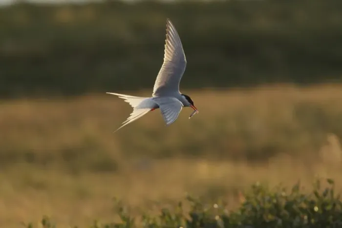Framed Print : Arctic Tern (Sterna paradisea) adult, breeding plumage, in flight, with sand-eel in beak, backlit in evening sunlight Framed Print : Arctic Tern (Sterna paradisea) adult, breeding plumage, in flight, with sand-eel in beak, backlit in evening sunlight