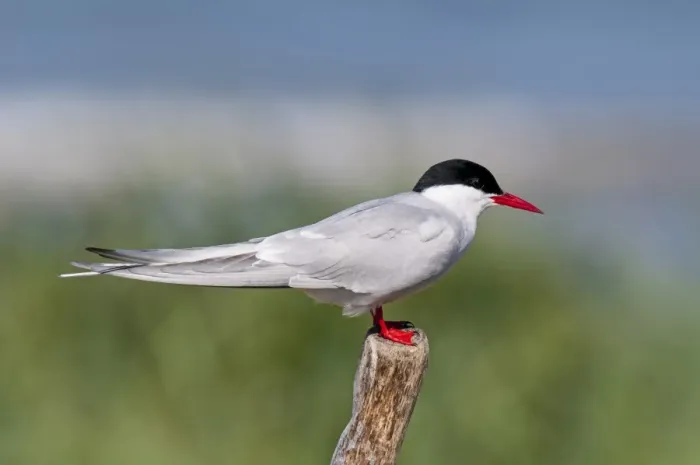 Framed Print : Arctic Tern (Sterna paradisea) adult, breeding plumage, standing on wooden post, Beadnell, Northumberland, England Framed Print : Arctic Tern (Sterna paradisea) adult, breeding plumage, standing on wooden post, Beadnell, Northumberland, England