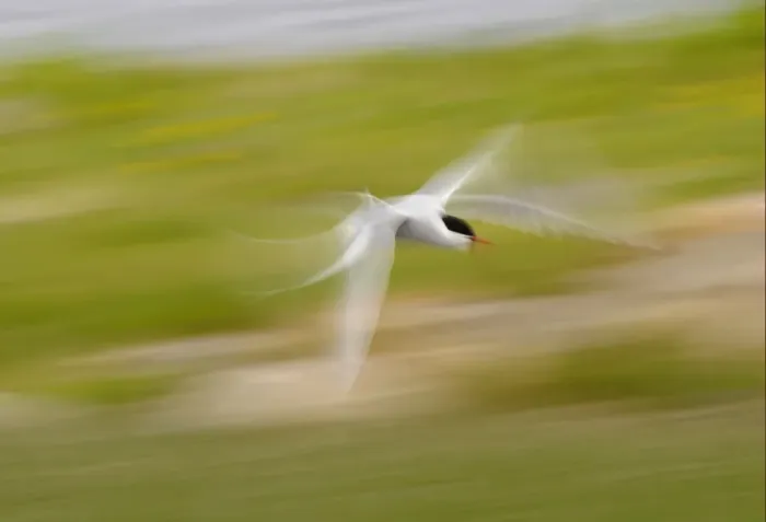 Framed Print : Arctic Tern (Sterna paradisea) adult, in flight, blurred movement, North Uist, Outer Hebrides, Scotland Framed Print : Arctic Tern (Sterna paradisea) adult, in flight, blurred movement, North Uist, Outer Hebrides, Scotland