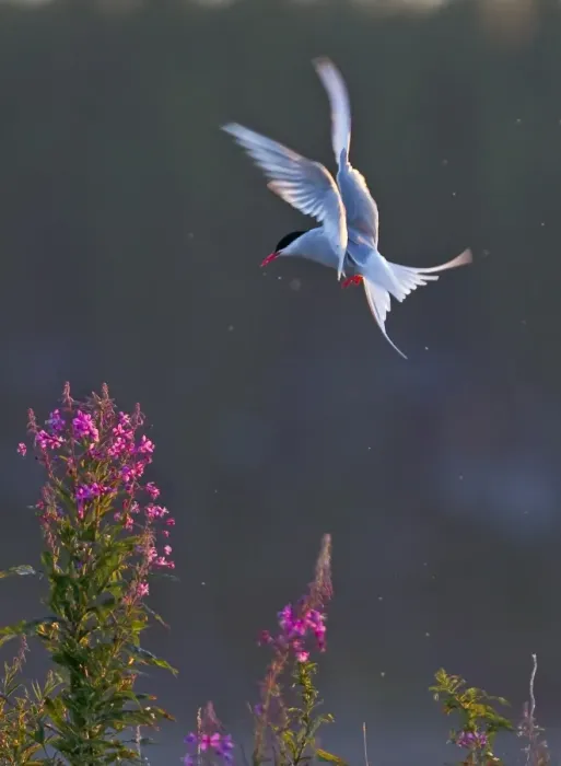 Framed Print : Arctic Tern (Sterna paradisea) adult, in flight, hovering over willowherb flowers, Finland, july Framed Print : Arctic Tern (Sterna paradisea) adult, in flight, hovering over willowherb flowers, Finland, july