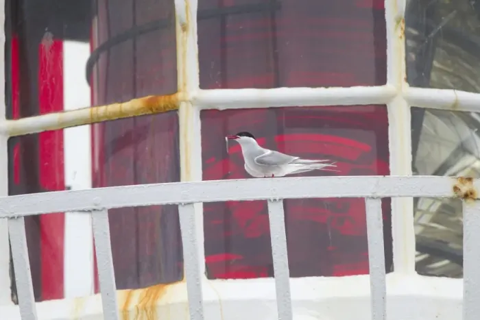 Framed Print : Arctic Tern (Sterna paradisea) adult, with sandeel in beak, standing on lighthouse railing, Inner Farne, Farne Islands, Northumberland, England, june Framed Print : Arctic Tern (Sterna paradisea) adult, with sandeel in beak, standing on lighthouse railing, Inner Farne, Farne Islands, Northumberland, England, june