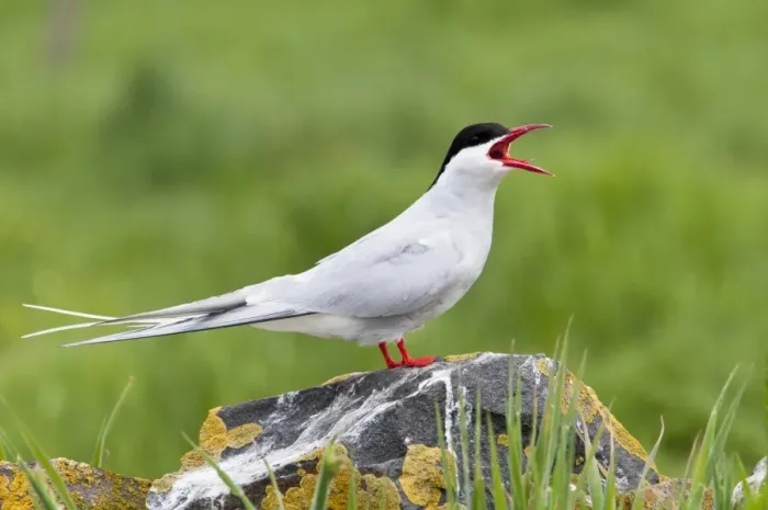 Framed Print : Arctic Tern (Sterna paradisea) adult, calling, standing on lichen covered rock, Inner Farne, Farne Islands Framed Print : Arctic Tern (Sterna paradisea) adult, calling, standing on lichen covered rock, Inner Farne, Farne Islands