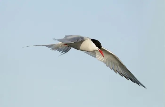 Framed Print : Arctic Tern (Sterna paradisea) adult, in flight, hovering, Iceland, June Framed Print : Arctic Tern (Sterna paradisea) adult, in flight, hovering, Iceland, June