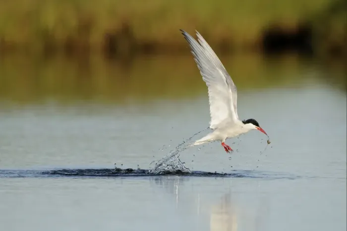 Framed Print : Arctic Tern (Sterna paradisea) adult, in flight, emerging from water with food, Iceland, June Framed Print : Arctic Tern (Sterna paradisea) adult, in flight, emerging from water with food, Iceland, June