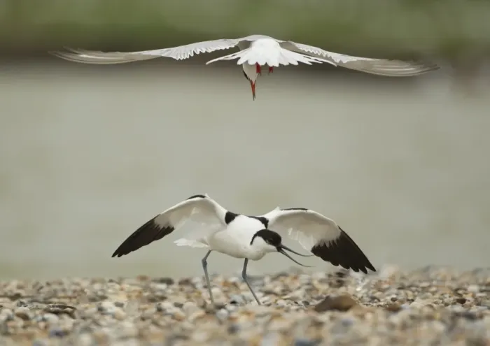 Framed Print : Arctic Tern (Sterna paradisea) adult, in flight, attacking Eurasian Avocet (Recurvirostra avosetta) adult Framed Print : Arctic Tern (Sterna paradisea) adult, in flight, attacking Eurasian Avocet (Recurvirostra avosetta) adult