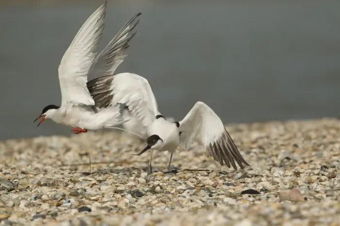 Framed Print : Arctic Tern (Sterna paradisea) adult, in flight, attacking Eurasian Avocet (Recurvirostra avosetta) adult Framed Print : Arctic Tern (Sterna paradisea) adult, in flight, attacking Eurasian Avocet (Recurvirostra avosetta) adult