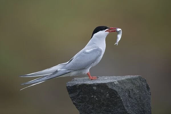 Arctic Tern (Sterna paradisea) adult, breeding plumage, with fish in beak, standing on stone wall, Isle of May