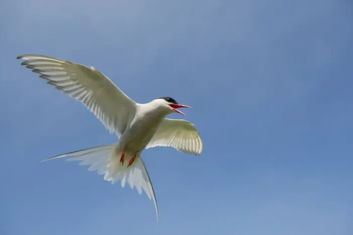 Framed Print : Arctic Tern (Sterna paradisea) adult, in flight, mobbing behaviour, Northumberland, England, July