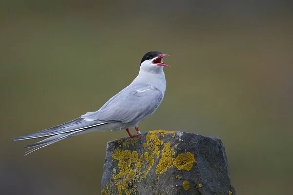 Arctic Tern (Sterna paradisea) adult, breeding plumage, calling, standing on stone wall, Isle of May, Firth of Forth