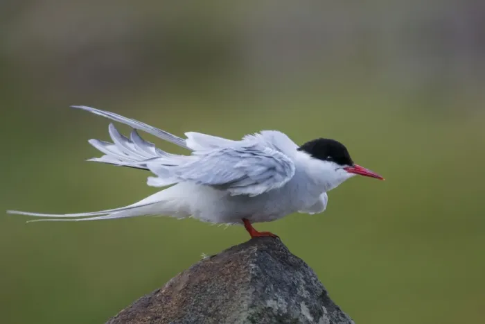 Framed Print : Arctic Tern (Sterna paradisea) adult, breeding plumage, rousing on stone wall, Isle of May, Firth of Forth, Scotland