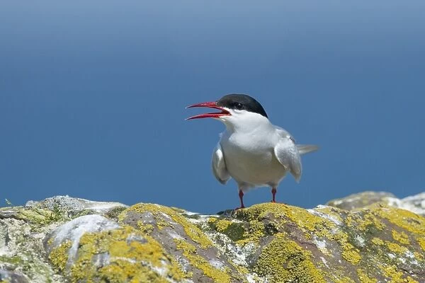 Arctic Tern (Sterna paradisea) adult, with beak open, standing on lichen covered rock, Northumberland, England, July