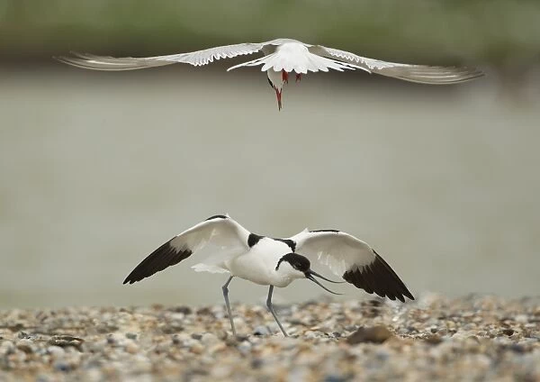 Arctic Tern (Sterna paradisea) adult, in flight, attacking Eurasian Avocet (Recurvirostra avosetta) adult