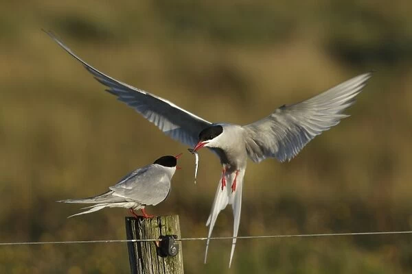 Arctic Tern (Sterna paradisea) adult pair, courtship feeding, male in flight