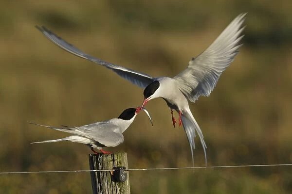 Arctic Tern (Sterna paradisea) adult pair, courtship feeding, male in flight