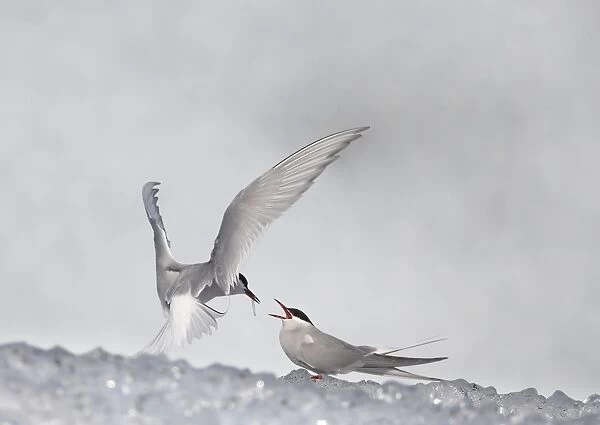 Arctic Tern (Sterna paradisea) adult pair, feeding ritual as part of pre-breeding courtship, on iceberg, Jokulsarlon lagoon, Iceland