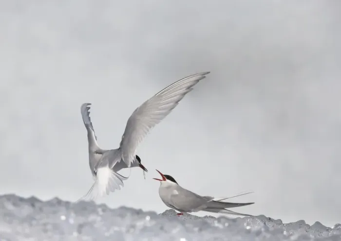 Framed Print : Arctic Tern (Sterna paradisea) adult pair, feeding ritual as part of pre-breeding courtship, on iceberg, Jokulsarlon lagoon, Iceland Framed Print : Arctic Tern (Sterna paradisea) adult pair, feeding ritual as part of pre-breeding courtship, on iceberg, Jokulsarlon lagoon, Iceland