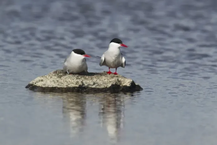 Framed Print : Arctic Tern (Sterna paradisea) adult pair, standing on rock in water, Shetland Islands, Scotland, June Framed Print : Arctic Tern (Sterna paradisea) adult pair, standing on rock in water, Shetland Islands, Scotland, June