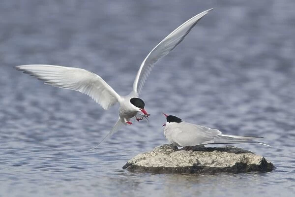 Arctic Tern (Sterna paradisea) adult pair, courtship feeding, male giving stickleback to female in food pass