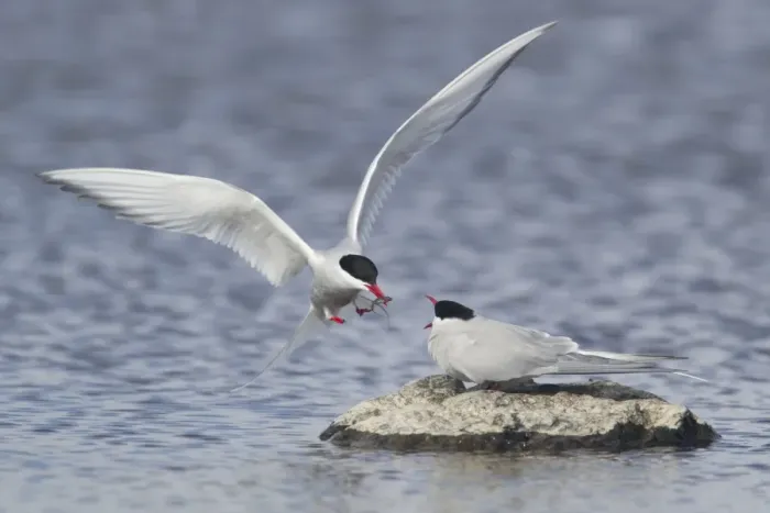 Framed Print : Arctic Tern (Sterna paradisea) adult pair, courtship feeding, male giving stickleback to female in food pass Framed Print : Arctic Tern (Sterna paradisea) adult pair, courtship feeding, male giving stickleback to female in food pass