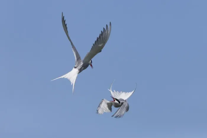Framed Print : Arctic Tern (Sterna paradisea) two adults, in flight over nesting colony, fighting during territorial dispute Framed Print : Arctic Tern (Sterna paradisea) two adults, in flight over nesting colony, fighting during territorial dispute
