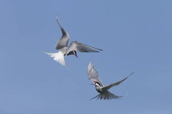 Framed Print : Arctic Tern (Sterna paradisea) two adults, in flight over nesting colony, fighting during territorial dispute Framed Print : Arctic Tern (Sterna paradisea) two adults, in flight over nesting colony, fighting during territorial dispute