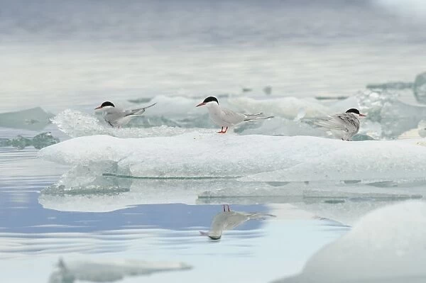 Arctic Tern (Sterna paradisea) three adults, breeding plumage, standing on glacial ice in lake, Jokulsarlon Lagoon