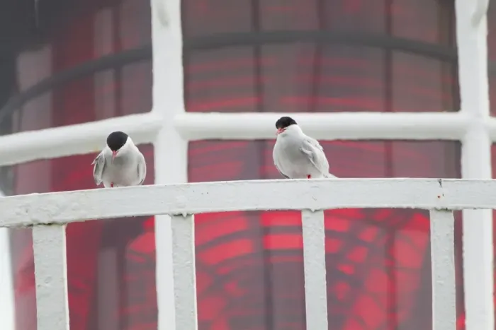 Framed Print : Arctic Tern (Sterna paradisea) two adults, standing on lighthouse railing, Inner Farne, Farne Islands, Northumberland, England, june Framed Print : Arctic Tern (Sterna paradisea) two adults, standing on lighthouse railing, Inner Farne, Farne Islands, Northumberland, England, june