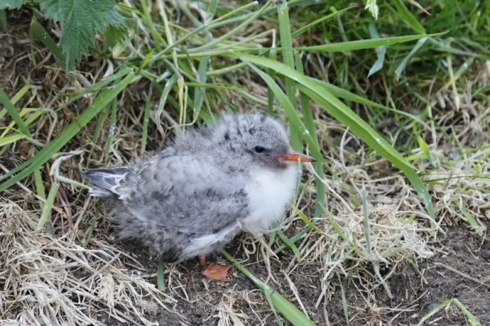 Framed Print : Arctic Tern (Sterna paradisea) chick, standing on nest, Farne Islands, Northumberland, England, June Framed Print : Arctic Tern (Sterna paradisea) chick, standing on nest, Farne Islands, Northumberland, England, June