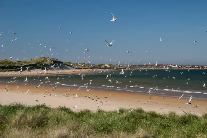 Framed Print : Arctic Tern (Sterna paradisea) flock, in flight over colony, Beadnell, Northumberland, England, June Framed Print : Arctic Tern (Sterna paradisea) flock, in flight over colony, Beadnell, Northumberland, England, June