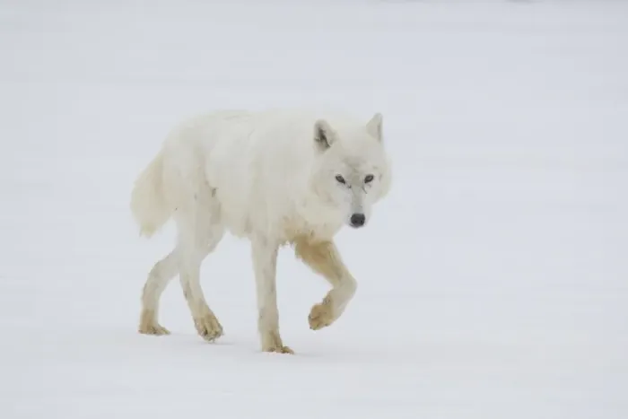 Framed Print : Arctic Wolf (Canis lupus arctos) adult, walking on snow, Minnesota, U. S. A. January (captive) Framed Print : Arctic Wolf (Canis lupus arctos) adult, walking on snow, Minnesota, U. S. A. January (captive)